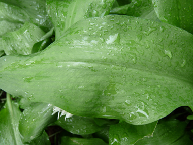 Ressemblant à celles du muguet, les feuilles sont larges, longuement pétiolées et dotées de nervures convergentes. Agrandir dans une nouvelle fenêtre (ou onglet)